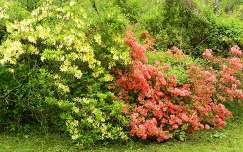 Rhododendronok Kámoni Arborétum