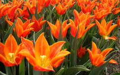 tulipán tavaszi virág