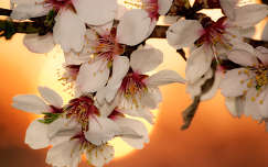 Mandulafa virágai