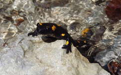 szalamandra hüllők