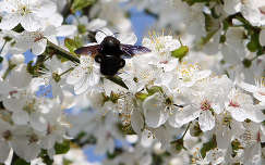 gyümölcsfavirág virágzó fa dongó rovar