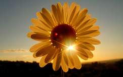 naplemente fény címlapfotó nyári virág nyár