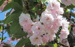 tavaszi virág virágzó fa