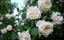 Rózsa,kert,fehér virág