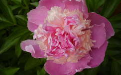 tavaszi virág pünkösdi rózsa