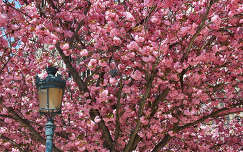tavasz fa lámpa virágzó fa