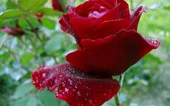 Rózsa esőben