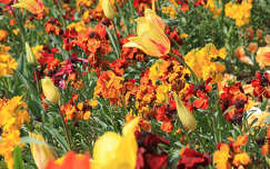 tulipán