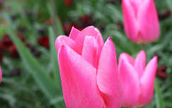 tulipán