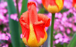 tulipán