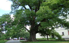 Sárospatak, Rákóczi vár, várkert öreg fája