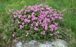 Erdely-Radnai havasok, Rhododendron