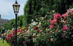 Bécsi rózsák