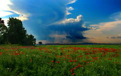 vadvirág címlapfotó pipacs virágmező felhő nyár