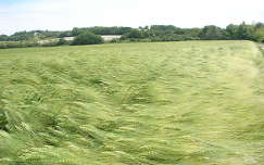 mező gabonaföld nyár