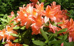 Rododendron, Jeli arborétum