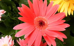 gerbera