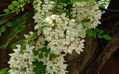 akácvirág tavaszi virág virágzó fa