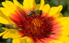méh rovar kokárdavirág