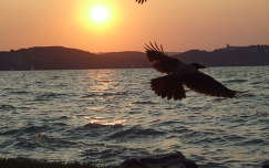 naplemente madár tó