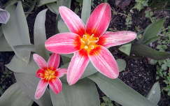 Tulipán