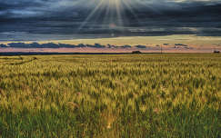 naplemente fény gabonaföld címlapfotó nyár