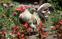 címlapfotó nyár kakas kertek és parkok baromfi nyári virág háziállat