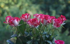 névnap és születésnap címlapfotó rózsa nyári virág virágcsokor és dekoráció nyár