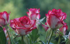 névnap és születésnap címlapfotó rózsa nyári virág nyár