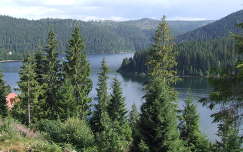 románia fenyő kárpátok tó hegy erdély örökzöld erdő nyár