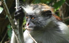 Zanzibar - Josani erdö - Vörös colobus majom