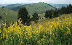 vadvirág románia hegy fenyő kárpátok erdély örökzöld nyár
