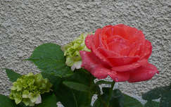 hortenzia rózsa vízcsepp