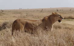 Tanzania - Serengeti nemzeti park