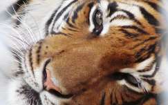 tigris fotó: Kupcsik Sarolta