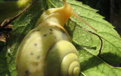 csiga
