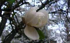 Magnolia...