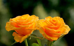névnap és születésnap nyári virág címlapfotó rózsa