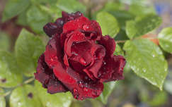Rózsa eső után 2