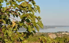 Balatonalmádi, szőlőhegyről