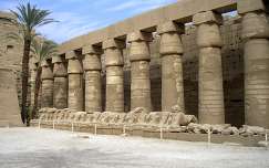 pálma egyiptom