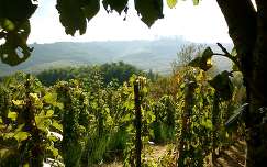 Magyarország, Zala megye, Rédics - Tenke hegy, szőlő