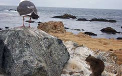 mókus tengerpart sirály kövek és sziklák vizimadár