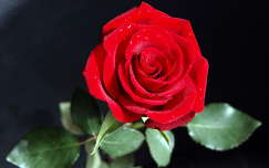 rózsa valentin
