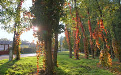ősz fa fény