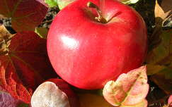 ősz gyümölcs alma