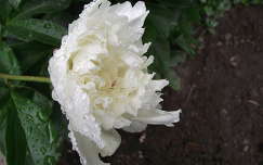 Pünkösdi rózsa. Fotó: csonki