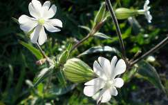 Az utolsó vadvirágok - Fehér mécsvirág