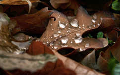 Fotó:Szolnoki Tibor 2013.11.03.