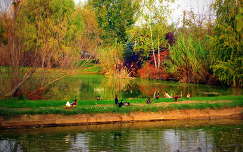 ősz vizimadár kacsa tó
